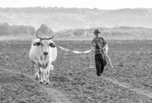 Man with Cow on Field