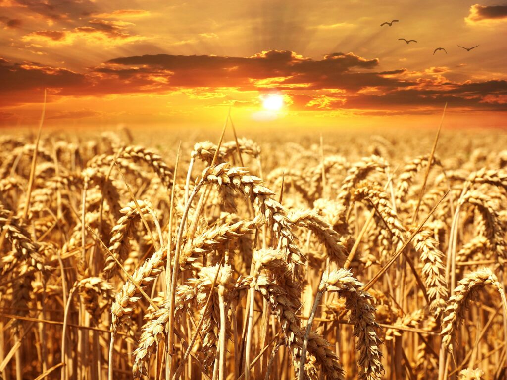 A stunning wheat field basking under a vibrant sunrise, showcasing agriculture's beauty.