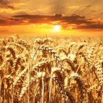 A stunning wheat field basking under a vibrant sunrise, showcasing agriculture's beauty.